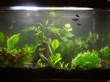 29 Gal
