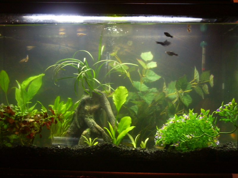 29 Gal