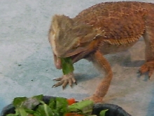 Eating the salad