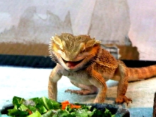 Gordo about to attack salad