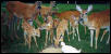 Our Whitetails