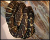 Bredli female yearling