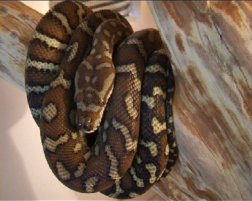 Bredli female yearling