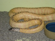 Blackheaded Python