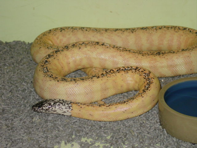 Blackheaded Python