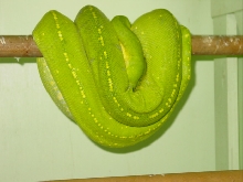 Green Python