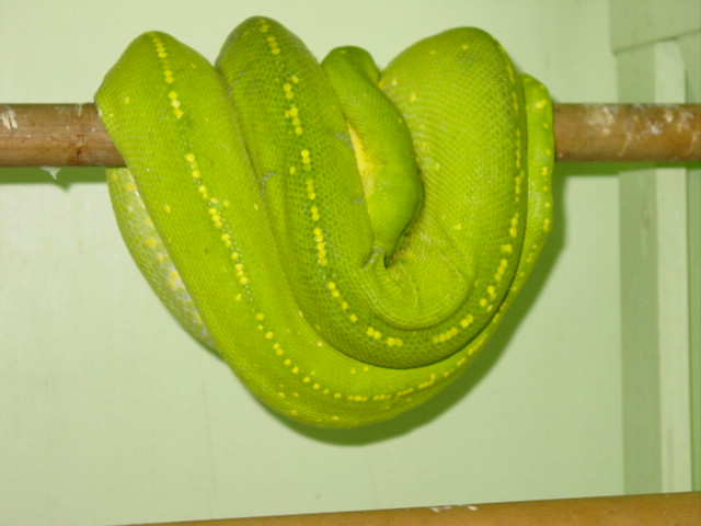 Green Python