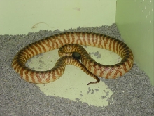 Yearling Blackheaded Python