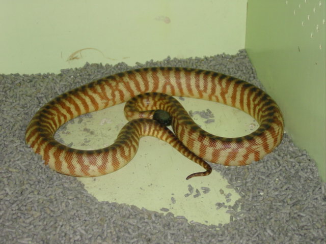 Yearling Blackheaded Python