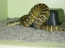Morelia varigata