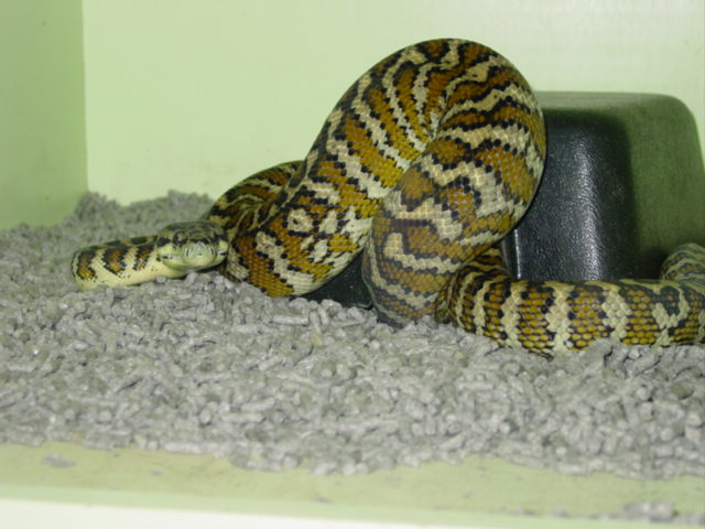 Morelia varigata