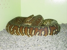 Bredls Female