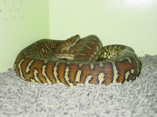 Bredls Female