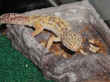 Zeus Eating