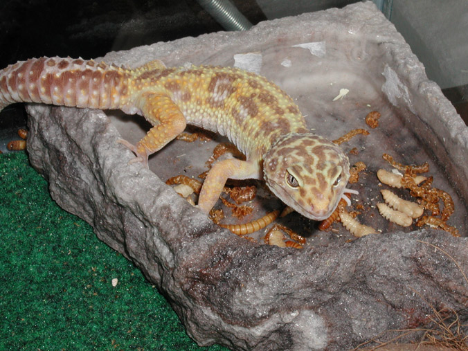 Zeus Eating