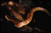cottonmouth