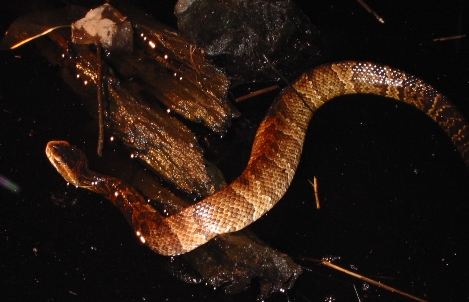 cottonmouth