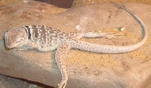 lounging around