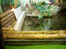 spectacled caiman