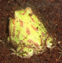 yoda albino horned frog