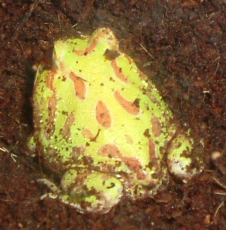 yoda albino horned frog