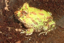 yoda-albino horned frog