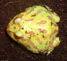 yoda top view