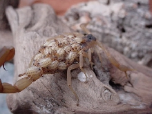 C. vittatus & Babies