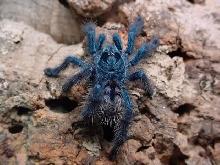 Avicularia versicolor