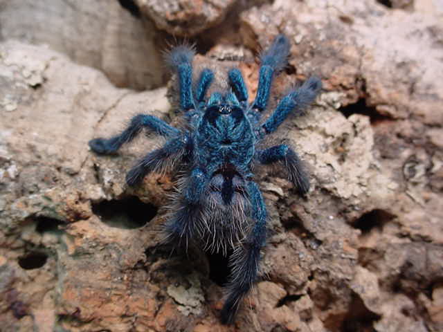 Avicularia versicolor