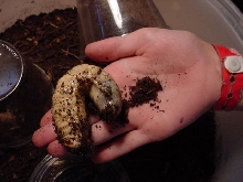 Hercules Beetle Larvae