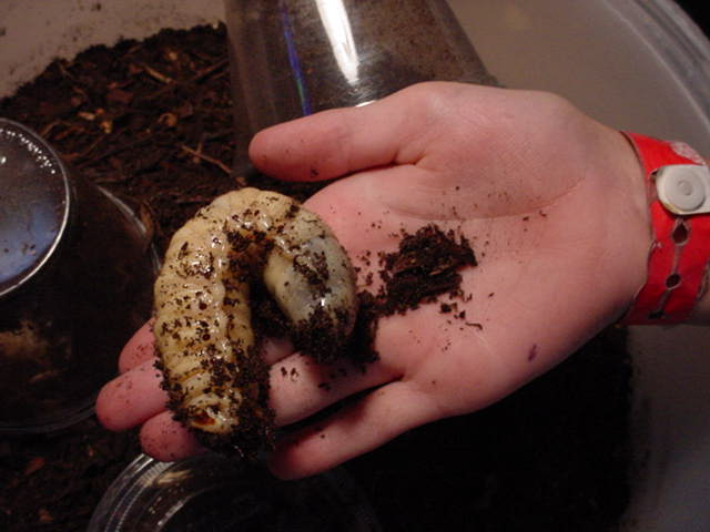 Hercules Beetle Larvae