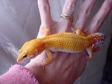 New Female