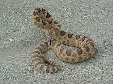 Great Basin Rattler