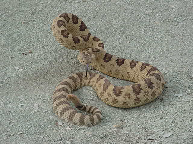 Great Basin Rattler