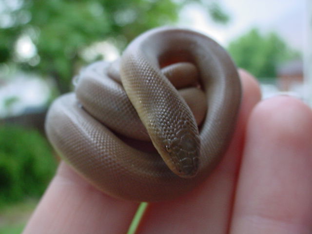 Rubber Boa