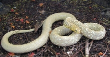 hypo elaphe carinata adult