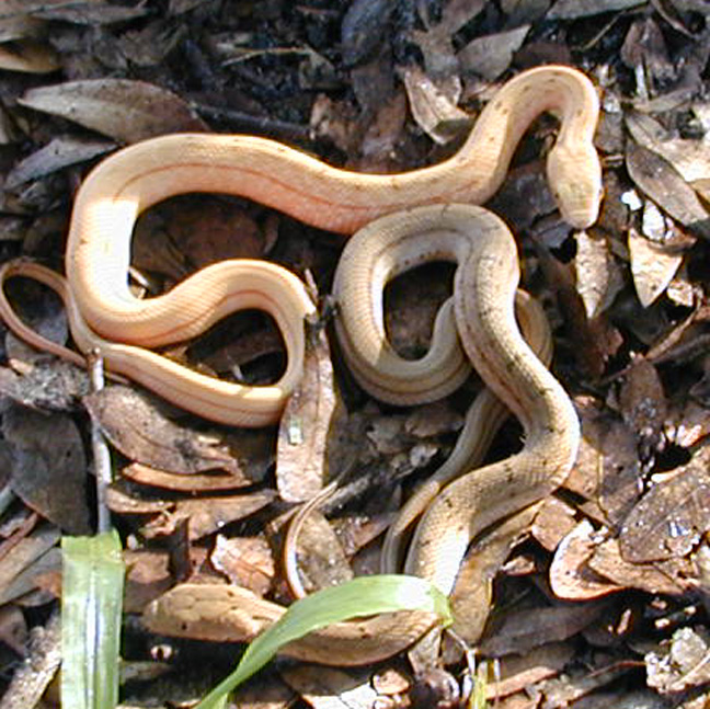 Elaphe Carinata hatchlings