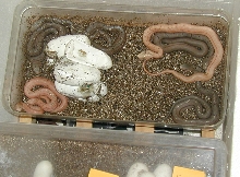 Elaphe Carinata hatching, regular and hypo