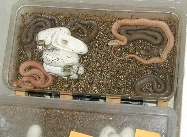 Elaphe Carinata hatching, regular and hypo