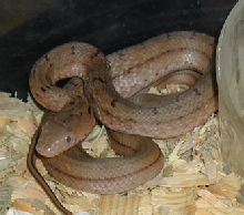 baby elaphe carinata