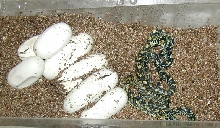 clutch of Mexican Spiloties hatching