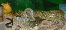 pseustes green female