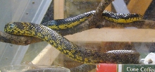 Pseustes Sulpherus