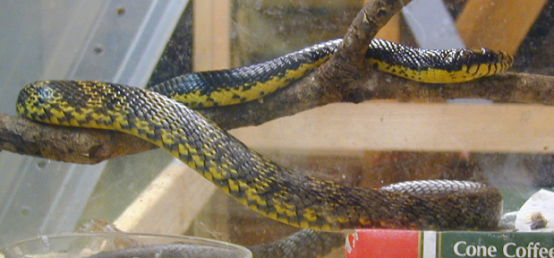 Pseustes Sulpherus