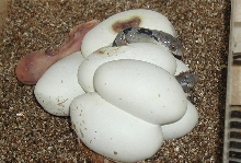 Pseustis hatching