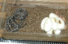 just hatched pseustis sulphureus