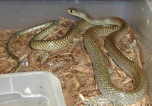 ptyas korros