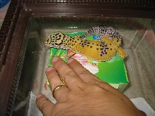 my first gecko