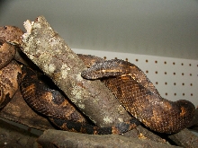 Solomon Island Tree Boa male